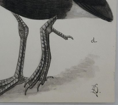 Louis DELAPCHIER (1878-1959)
Planche d'ornithologie...