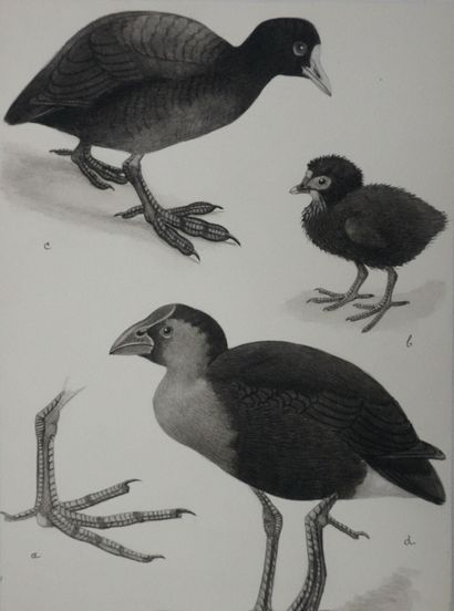 Louis DELAPCHIER (1878-1959)
Planche d'ornithologie...