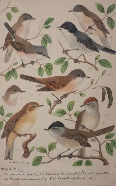 Louis DELAPCHIER (1878-1959)
Planche d'ornithologie...