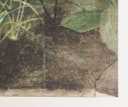 Albrecht DURER (1471–1528) 
The Tuft of Grass...