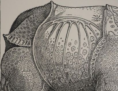 Albrecht DURER (1471–1528) 
The Rhinoceros,...