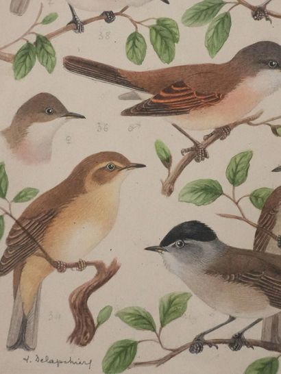 Louis DELAPCHIER (1878-1959)
Planche d'ornithologie...