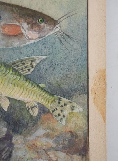 Fernand ANGEL (1881-1950)
Planche d'ichtyologie...