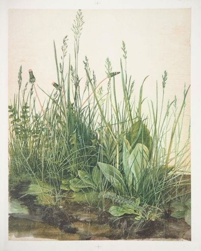 Albrecht DURER (1471–1528) 
The Tuft of Grass...