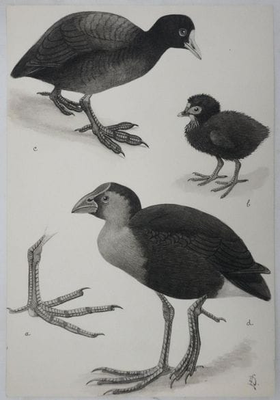 Louis DELAPCHIER (1878-1959)
Planche d'ornithologie...