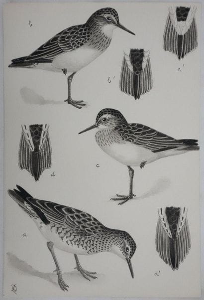 Louis DELAPCHIER (1878-1959)
Planche d'ornithologie...