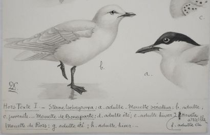 Louis DELAPCHIER (1878-1959)
Planche d'ornithologie...