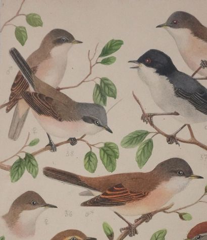 Louis DELAPCHIER (1878-1959)
Planche d'ornithologie...