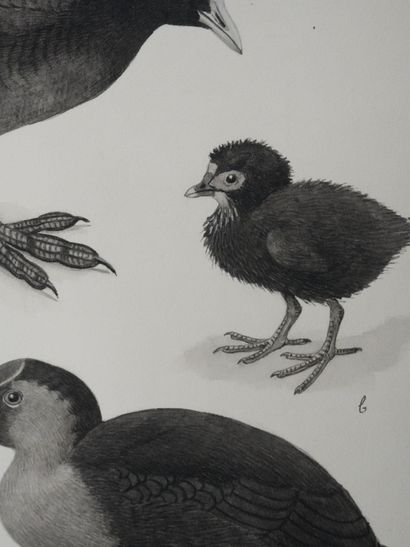 Louis DELAPCHIER (1878-1959)
Planche d'ornithologie...