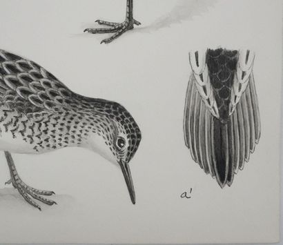 Louis DELAPCHIER (1878-1959)
Planche d'ornithologie...