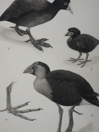 Louis DELAPCHIER (1878-1959)
Planche d'ornithologie...