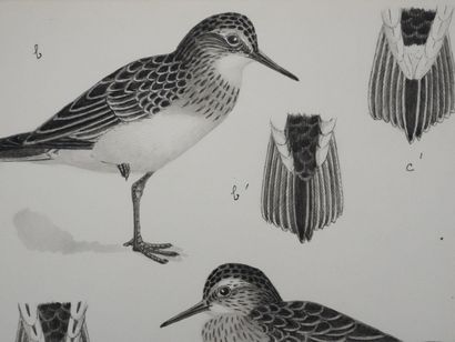 Louis DELAPCHIER (1878-1959)
Planche d'ornithologie...