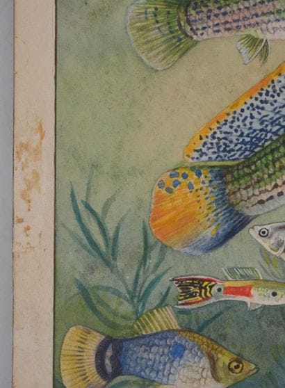Fernand ANGEL (1881-1950)
Planche d'ichtyologie...