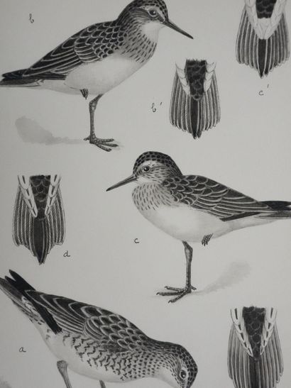 Louis DELAPCHIER (1878-1959)
Planche d'ornithologie...