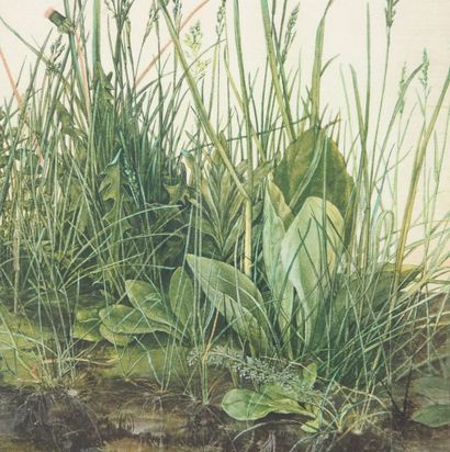 Albrecht DURER (1471–1528) 
The Tuft of Grass...