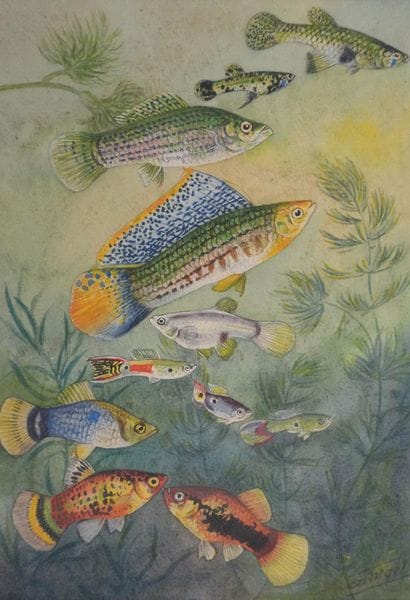 Fernand ANGEL (1881-1950)
Planche d'ichtyologie...
