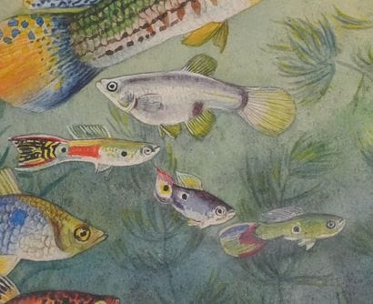 Fernand ANGEL (1881-1950)
Planche d'ichtyologie...