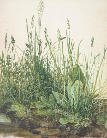 Albrecht DURER (1471–1528) 
The Tuft of Grass...