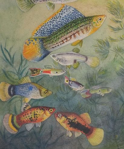 Fernand ANGEL (1881-1950)
Planche d'ichtyologie...