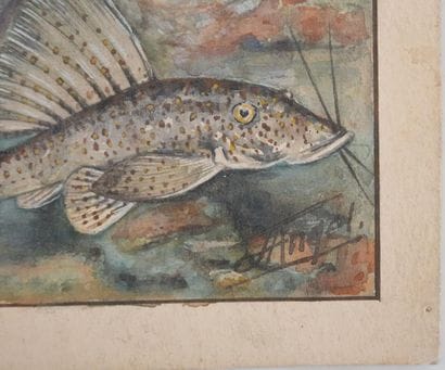 Fernand ANGEL (1881-1950)
Planche d'ichtyologie...