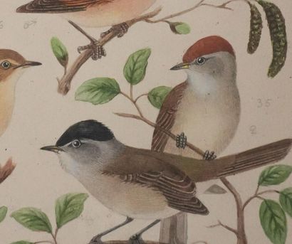 Louis DELAPCHIER (1878-1959)
Planche d'ornithologie...