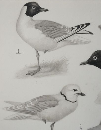 Louis DELAPCHIER (1878-1959)
Planche d'ornithologie...