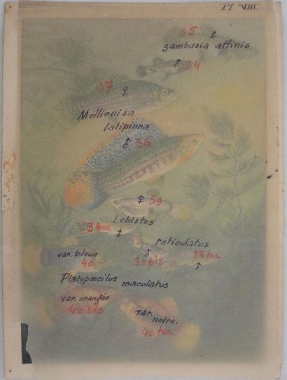 Fernand ANGEL (1881-1950)
Planche d'ichtyologie...