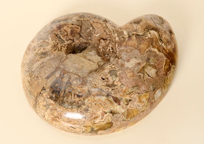 Géologie - Ammonite
Ammonite épineuse. Lmax...