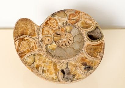 Géologie - Ammonite
Ammonite épineuse. Lmax...