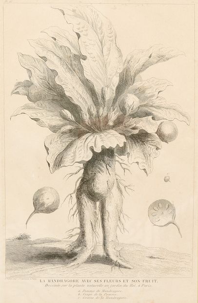 Augustin Antoine CALMET (1672-1757)
Mandragores...