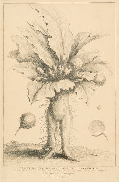 Augustin Antoine CALMET (1672-1757)
Mandragores...