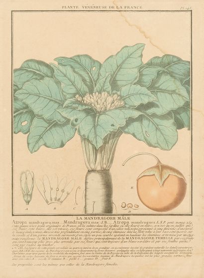 Augustin Antoine CALMET (1672-1757)
Mandragores...