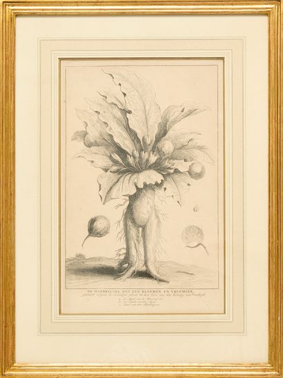 Augustin Antoine CALMET (1672-1757)
Mandragores...