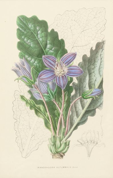 Augustin Antoine CALMET (1672-1757)
Mandragores...
