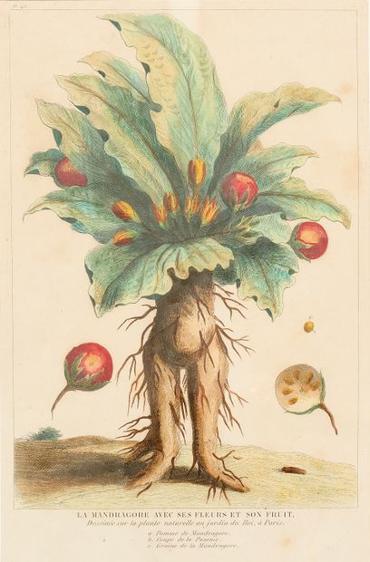 Augustin Antoine CALMET (1672-1757)
Mandragores...