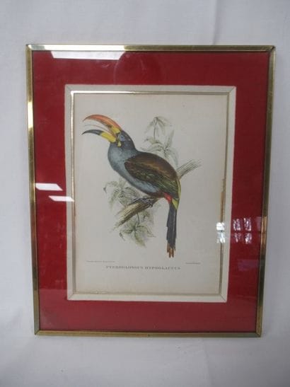Planche en couleurs figurant un toucan. 22x16...