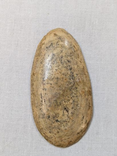 Fossile de poisson, 110-120 millions d'années....