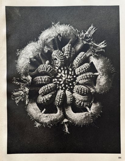Karl BLOSSFELDT (1865–1932)
Wundergarten...