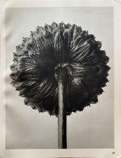 Karl BLOSSFELDT (1865–1932)
Wundergarten...