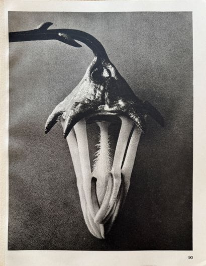 Karl BLOSSFELDT (1865–1932)
Wundergarten...