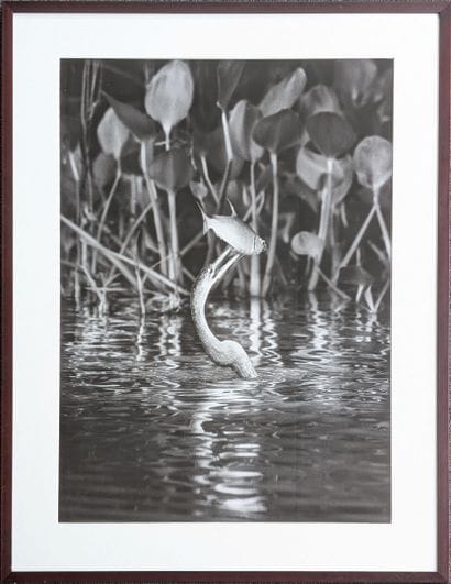 Sebastião SALGADO (1944-2025)
Pantanal Wildlife