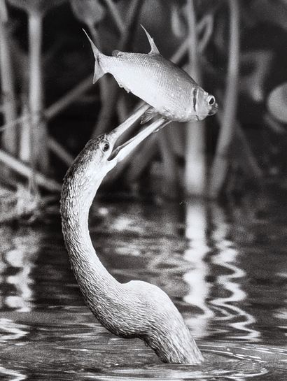 Sebastião SALGADO (1944-2025)
Pantanal Wildlife