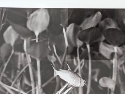 Sebastião SALGADO (1944-2025)
Pantanal Wildlife
