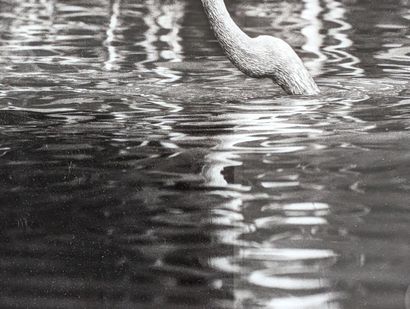 Sebastião SALGADO (1944-2025)
Pantanal Wildlife