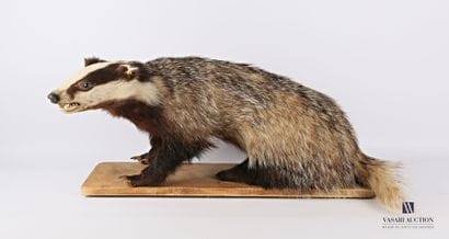 Taxidermie de blaireau (Meles meles) posant...