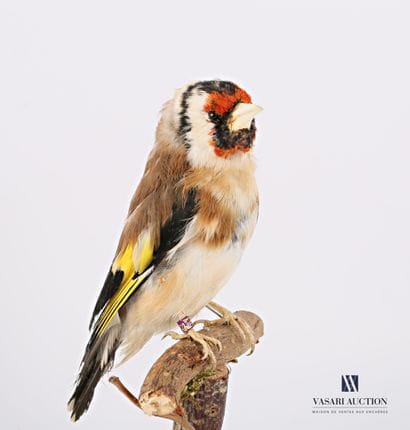Chardonneret élégant branché (Fringillidae...