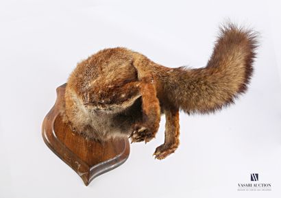 Cul de renard sur écusson (Vulpes vulpes,...