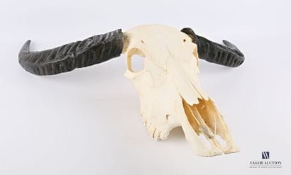 Crâne sans mandibule inférieure de buffle...
