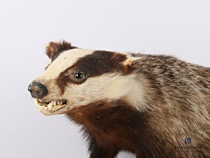 Taxidermie de blaireau (Meles meles) posant...