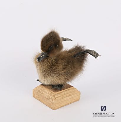 Caneton quadripode (Anas platyrhynchos domesticus,...
